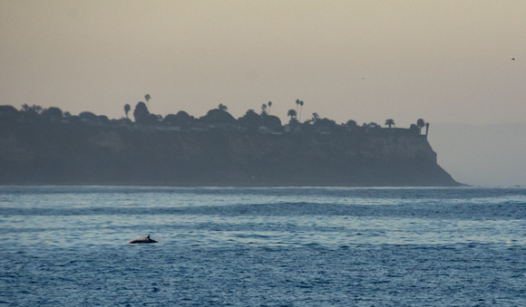 A dolphin of Palos Verdes