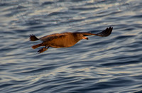 Heerman's Gull - Larus heermanni