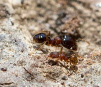 Big-headed ant - Pheidole navigans  (soldier and worker)