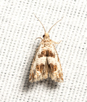 Tortricid leafroller moth - Unidentified sp.