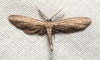Geometer moth - Glaucina sp.