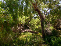 Gardena Willows Wetlands Preserve
