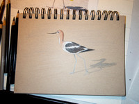 American Avocet, Colored pencil on toned paper