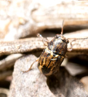 Scriptured beetle - Pachybrachis hepaticus