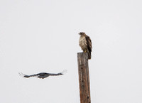Red-tailed Hawk - Buteo jamaicensis and Common Raven - Corvus corax