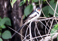 Pin-tailed Whydah - Vidua macroura