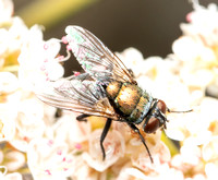 Copperbottle fly - Lucilia cuprina