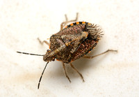 African cluster bug - Agonoscelis puberula
