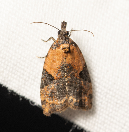 Tortricid moth - Anopina triangulana