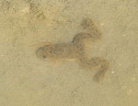 African Clawed Frog - Xenopus laevis