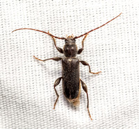 Family Cerambycidae - Longhorned Beetles