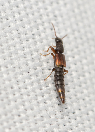 Rove beetle - unientified sp.
