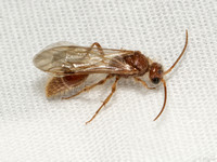 Nocturnal velvet ant - Sphaeropthalma blakeii