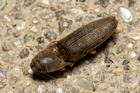 Click beetle - Conoderus exsul