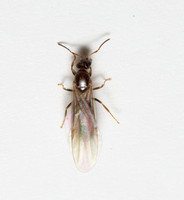 Argentine ant - Linepithema humile