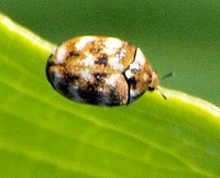 Carpet beetle - Anthrenus verbasci