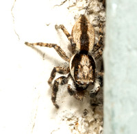 Gray wall jumper - Menemerus bivittatus