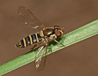 Flower fly - Fazia micrura