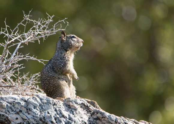 California ground squirrel - Otospermophilus beecheyi