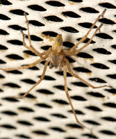 Longlegged spider - Cheiracanthium sp.