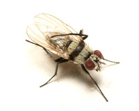 Root-maggot fly - Anthomyia illocata