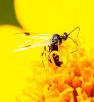 Braconid wasps - Unidentified spp.