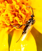 Braconid wasp  - unidentified sp.
