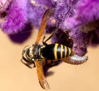 Mason Wasp - Pachodynerus pulverulentus
