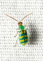 Banded cucumber beetle -Diabrotica balteata