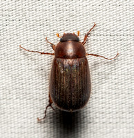 Small june beetles - Serica spp.