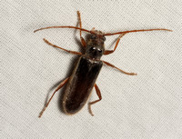 Longhorned beetle - Meganoplium imbelle