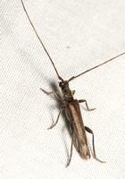 Longhorned beetle - Styloxus fulleri