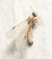 Legionary ant - Neivamyrmex sp.