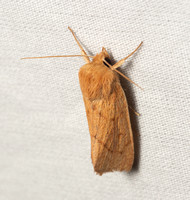 V-lined Quaker Moth - Zosteropoda hirtipes