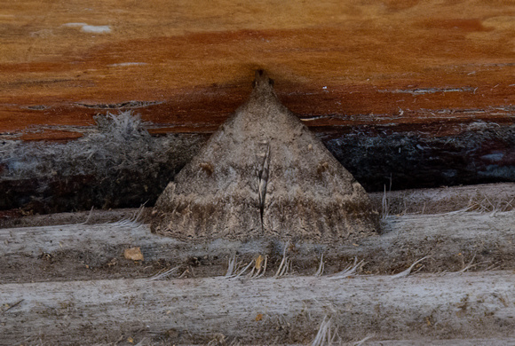 Erebid moth - Tetanolita palligera