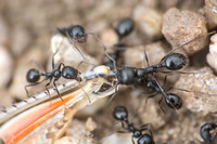 Black Harvester Ant - Veromessor pergandei