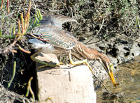 Los Cerritos Wetlands Bird Count 08-23-2018