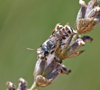 Leafcutter bee 1 - Megachile sp.