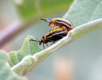 Three-lined lema beetle - Lema sp.