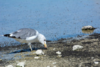 California Gull - Larus californicus