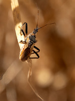 Assassin bug -  Rhynocoris ventralis