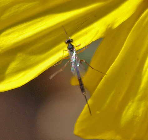 Ichneumon wasp 3 - Unidentified sp.