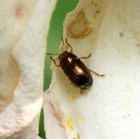 Bronze Leaf Beetle - Diachus auratus