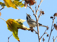 Black-throated Gray Warbler - Setophaga nigrescens