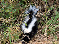 Striped skunk -  Mephitis mephitis