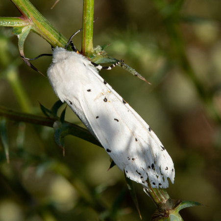 Salt marsh moth - Estigmene acrea