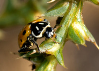 Convergent lady beetle - Hippodamia convergens
