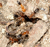 Bicolored pyramid ant - Dorymyrmex bicolor
