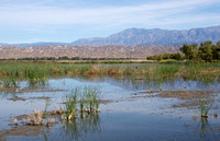 San Jacinto Wildlife Area, Riverside County November 2023