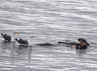 Sea otter - Enhydra lutris